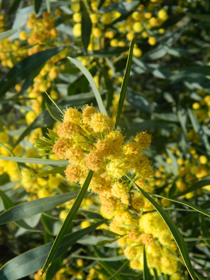 Yellow Flowers On Tree