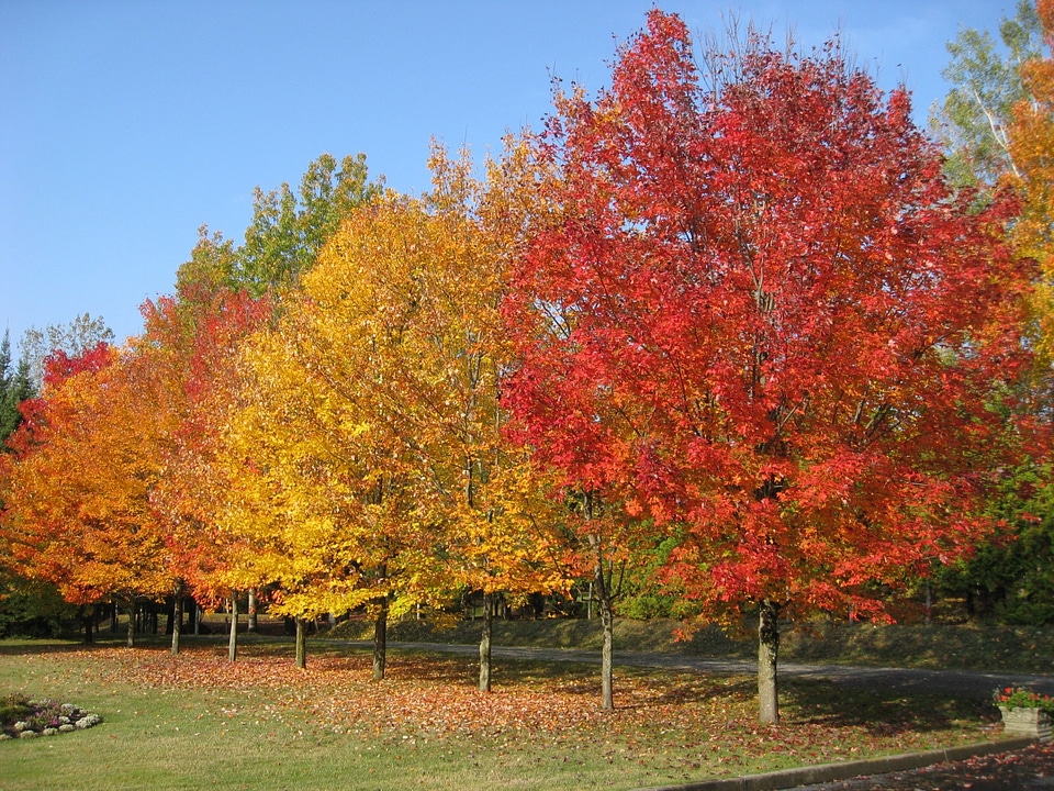 Tree leaves colors photo