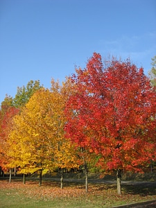 Tree colors leaves photo