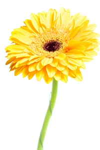 Gerbera flower photo