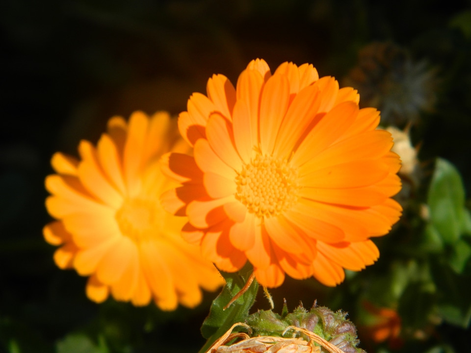 Two Orange Flowers