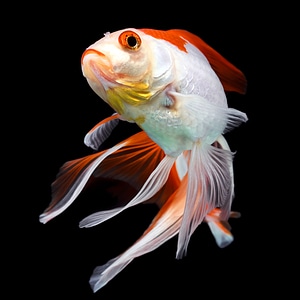 Goldfish on Black
