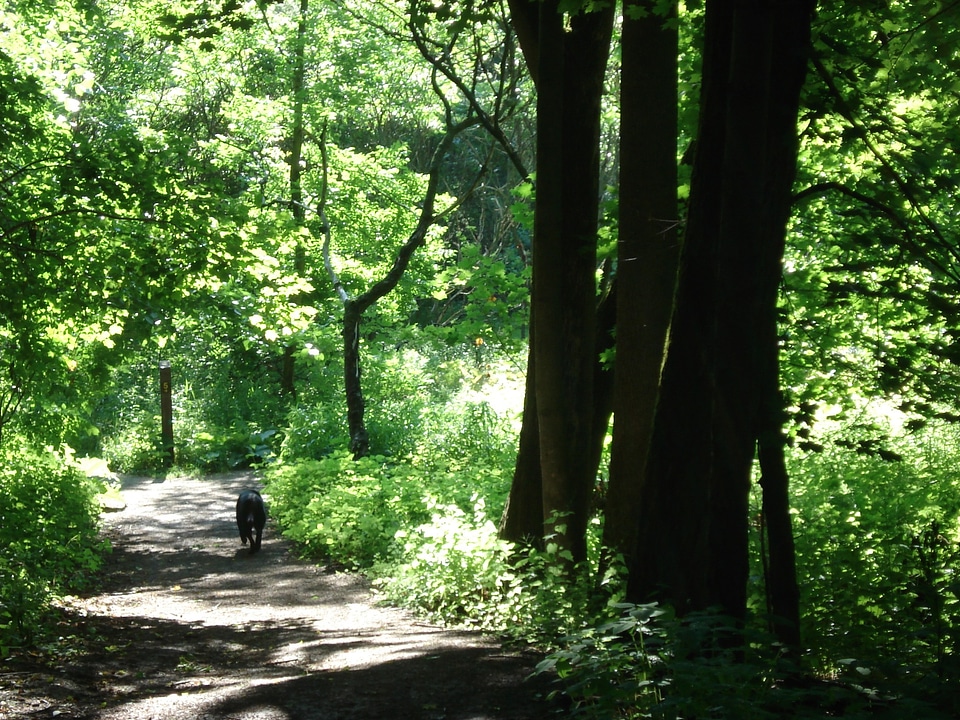 Trees plants greenery