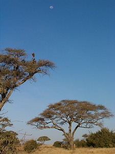 Sky africa savannah