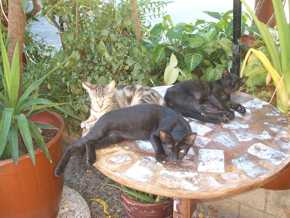 Cat on table