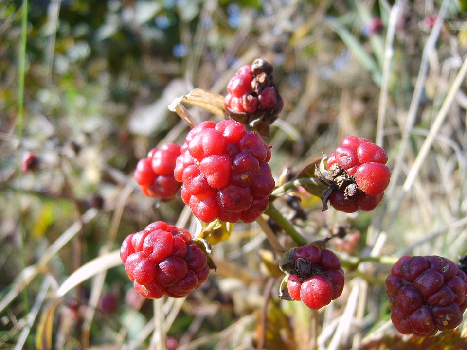 Blackberry fruits of the forest mature