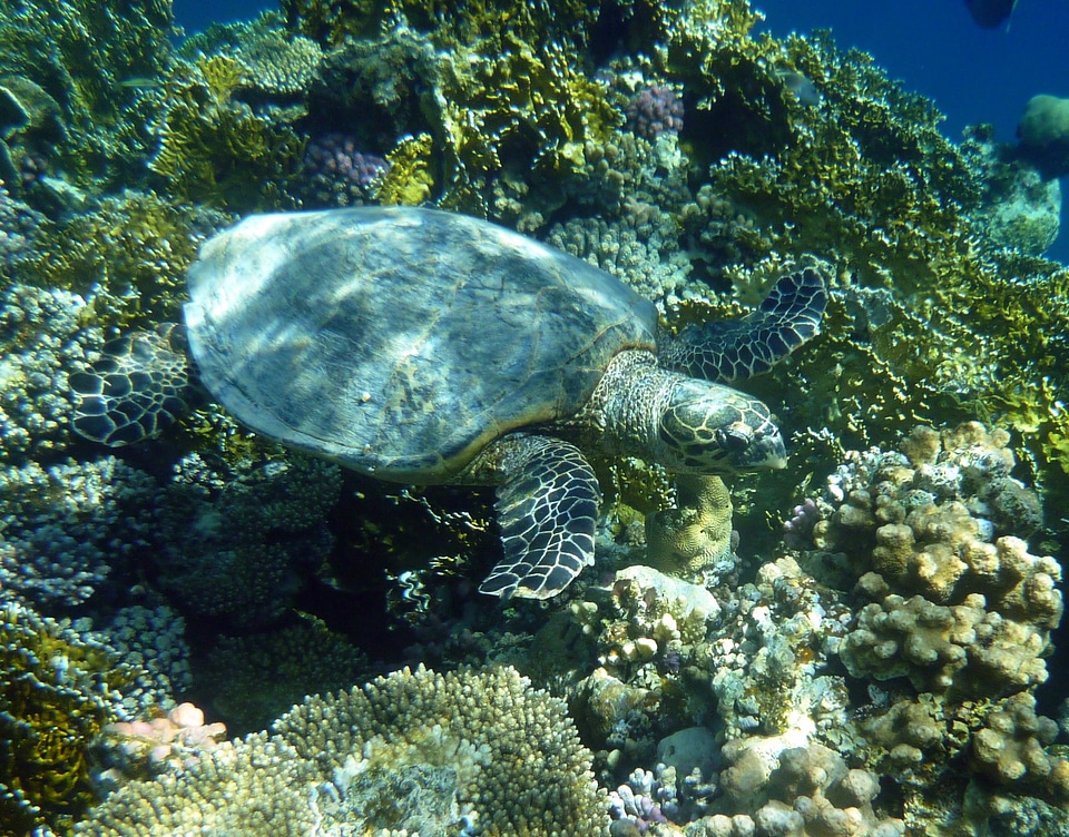 Underwater sea turtle