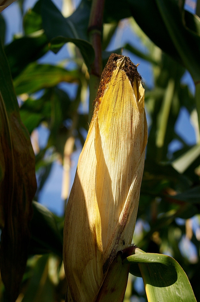 Food cereals yellow
