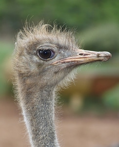 Animal nature ostrich farm photo