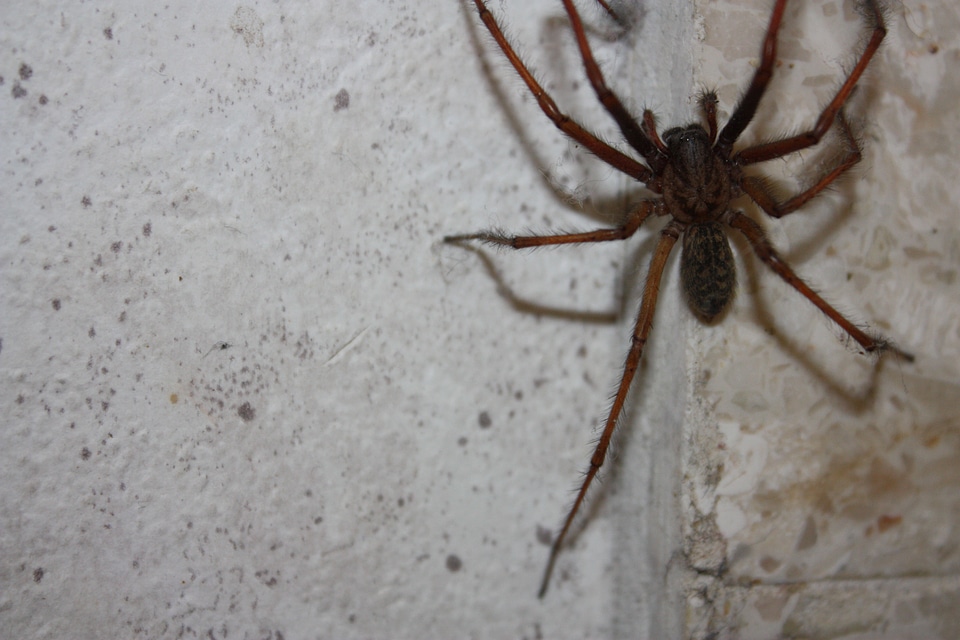 Insect close up arachnid
