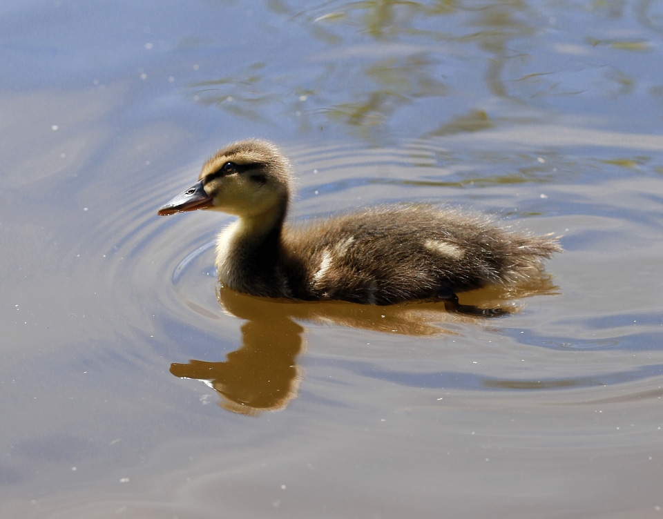 Chicken water animal