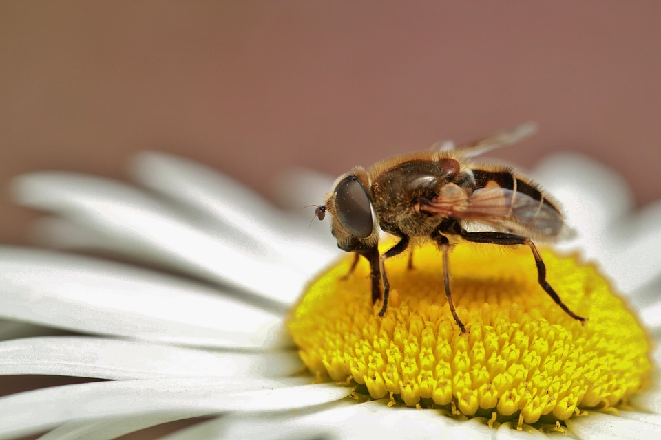Macro proboscis suck