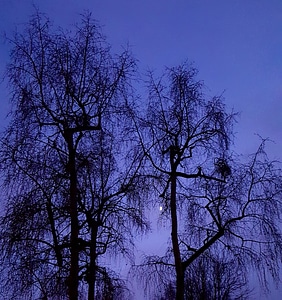 Trees at Night photo