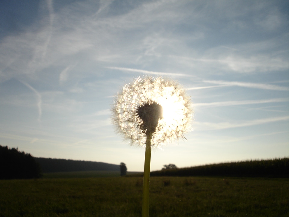Flower nature sun