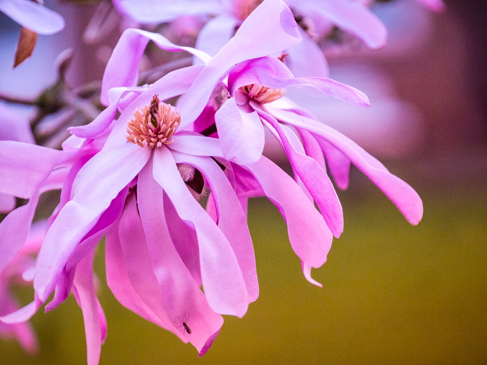 Blossom bloom spring