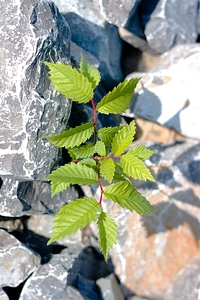 Plant amp stones