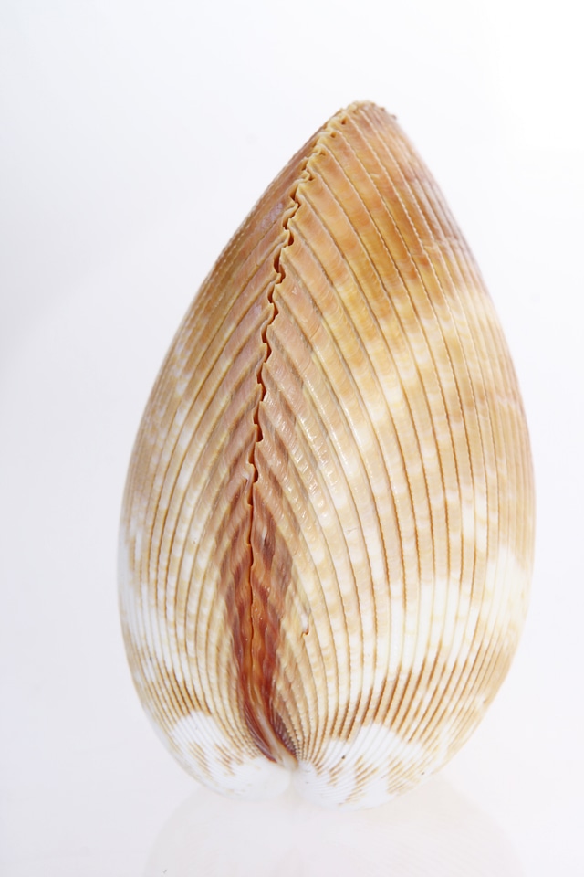 Seashell photo