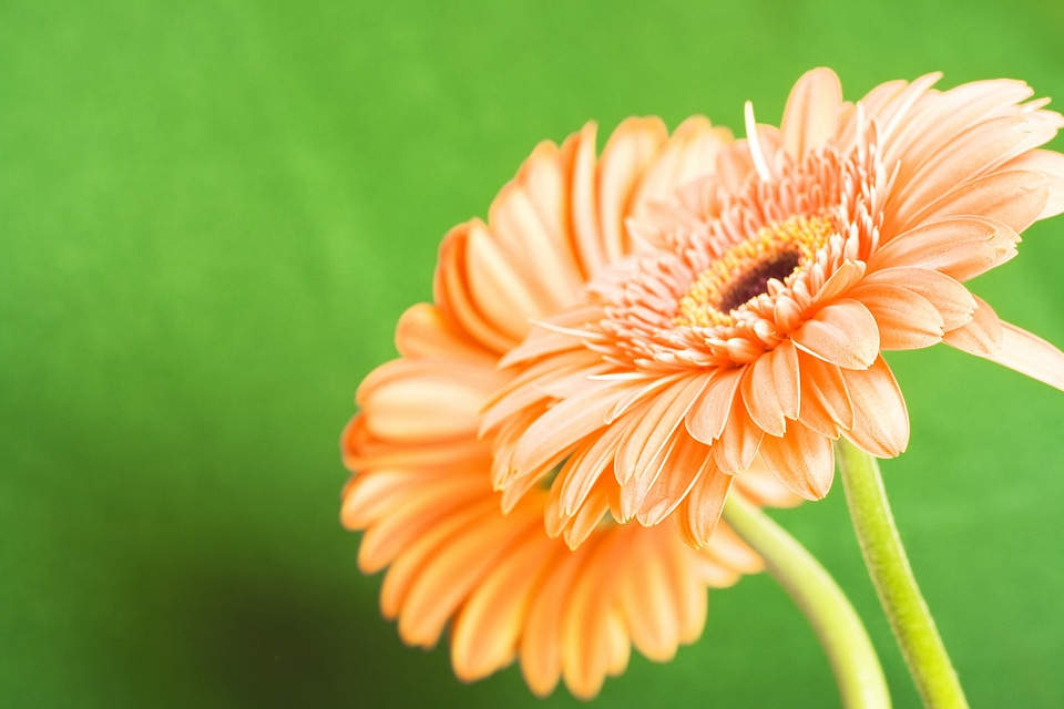 Beautiful Flower Background