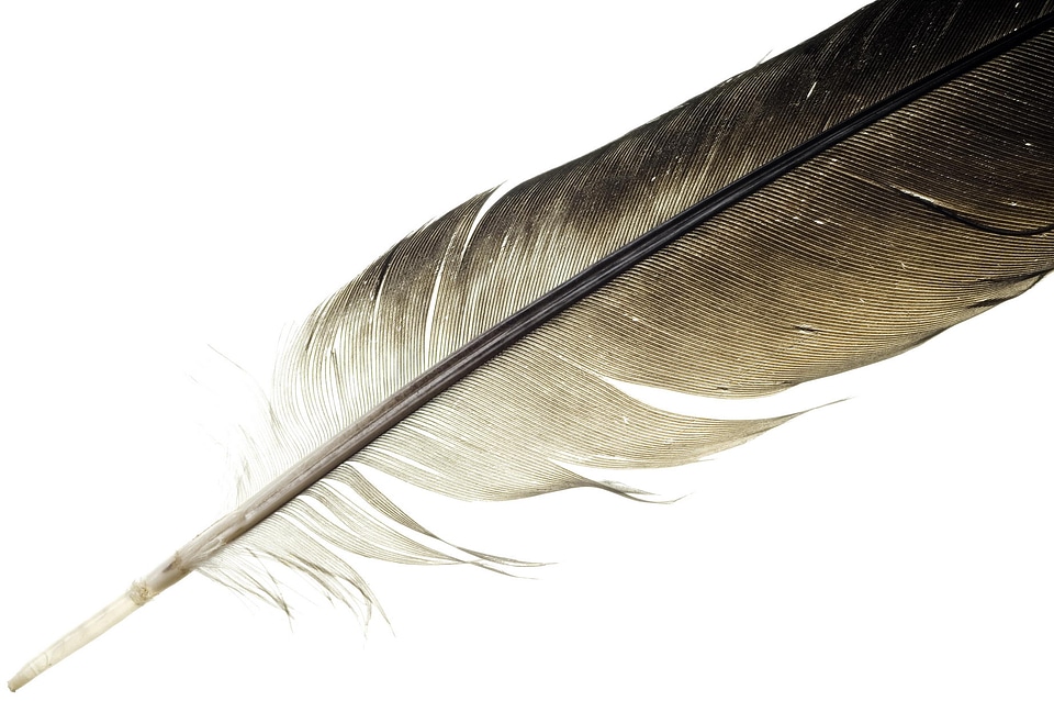 feather