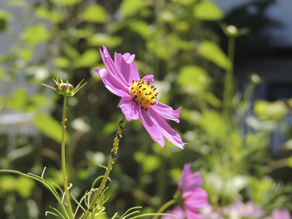 Lice lice infestation flowers