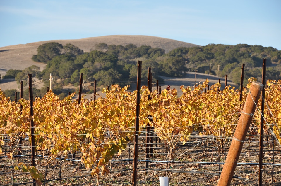 Vineyard wine valley
