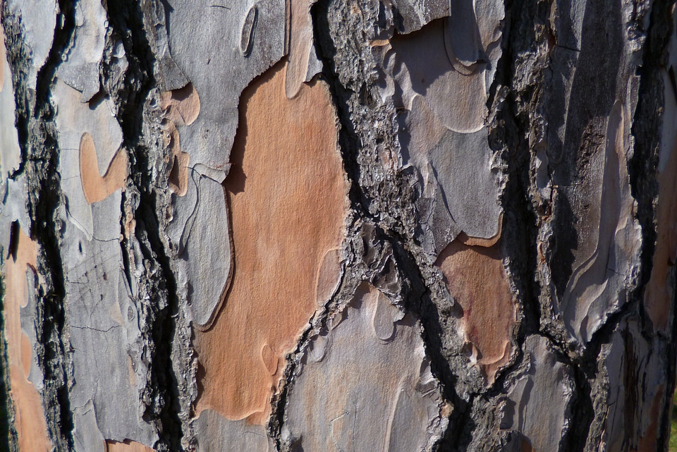 Tree pine genus mediterranean pine