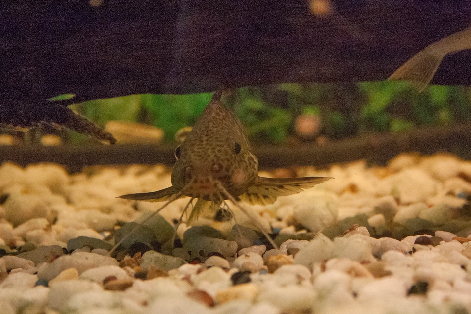 Wels water aquarium