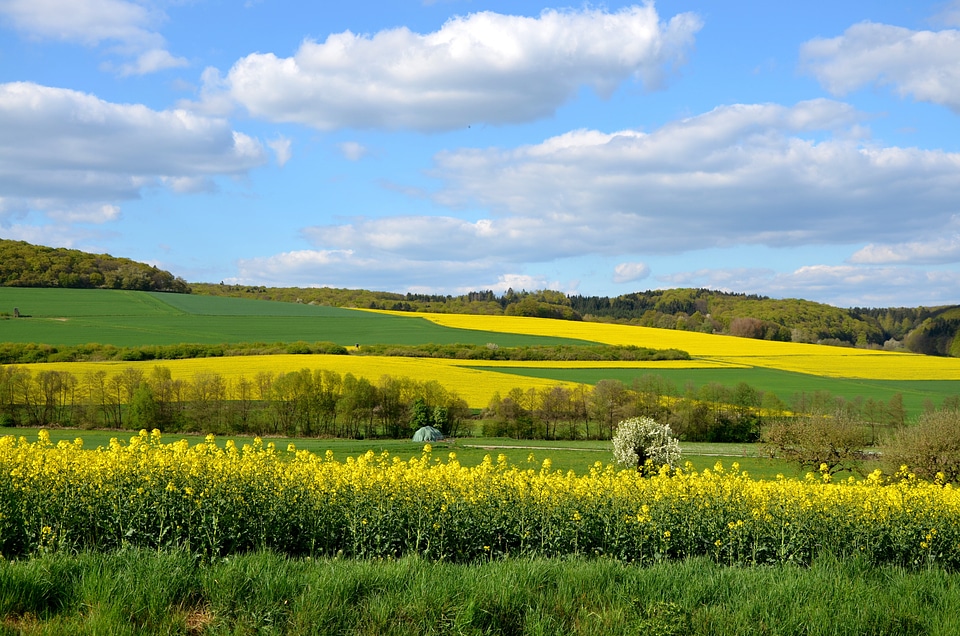 Nature sky meadow