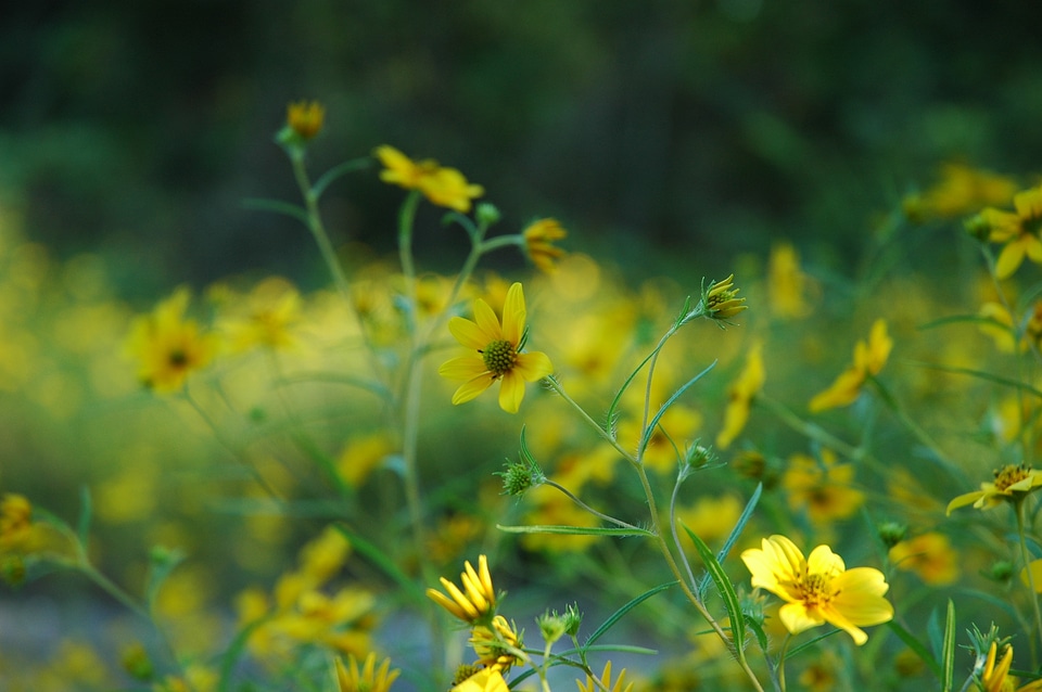 Plants natural blossom