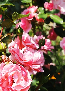 Nature flower green