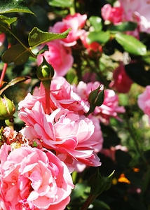 Nature flower green photo