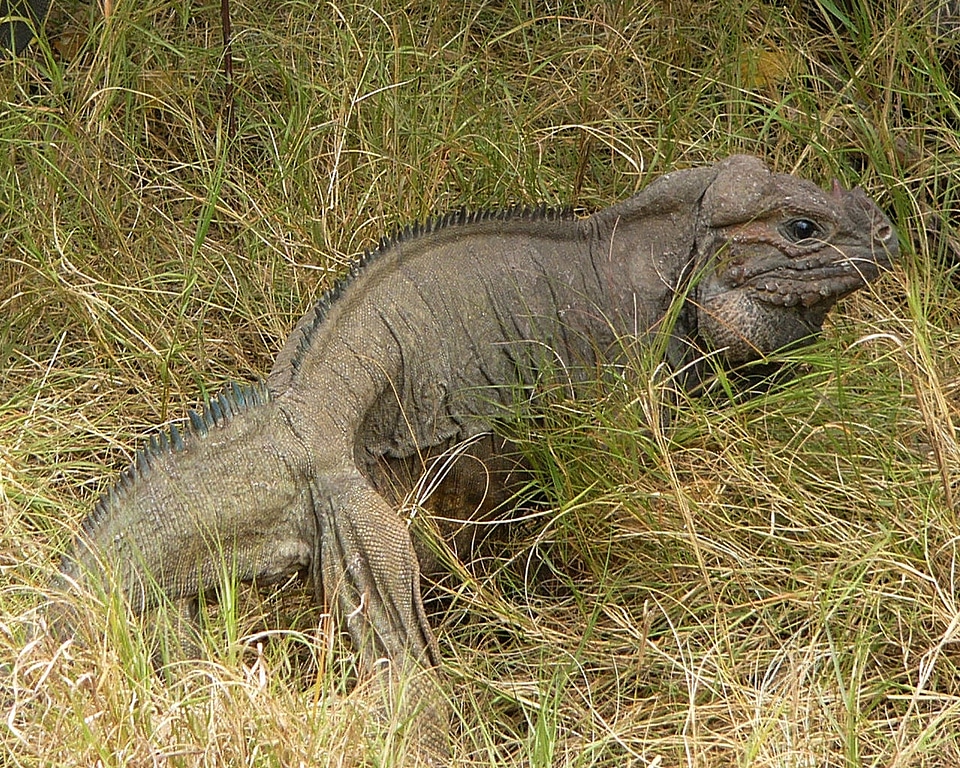 Grass plants reptile