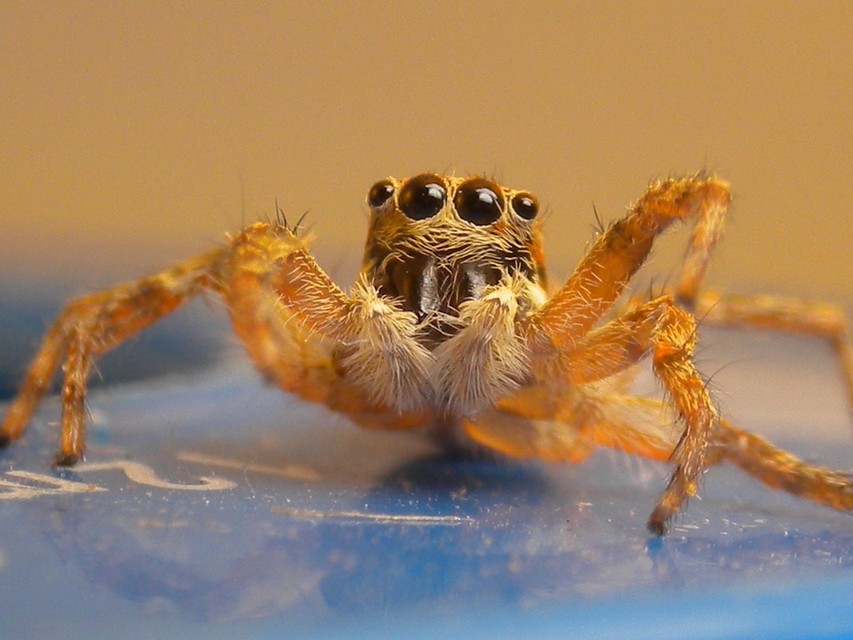 Spider insect macro