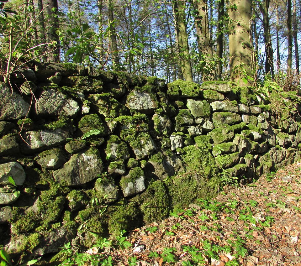 Old wall overgrown wood