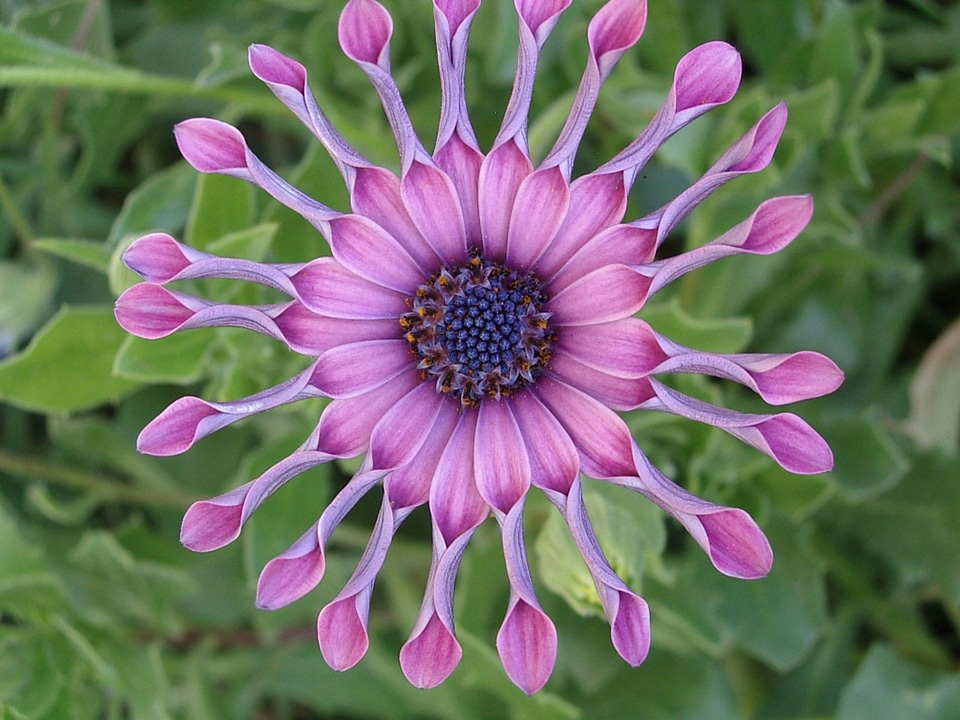 African daisy purple flower garden