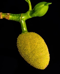 Jack fruit tropical close up photo