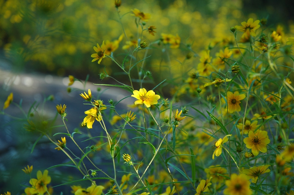 Plants natural blossom