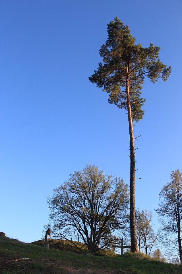 Single tree organic