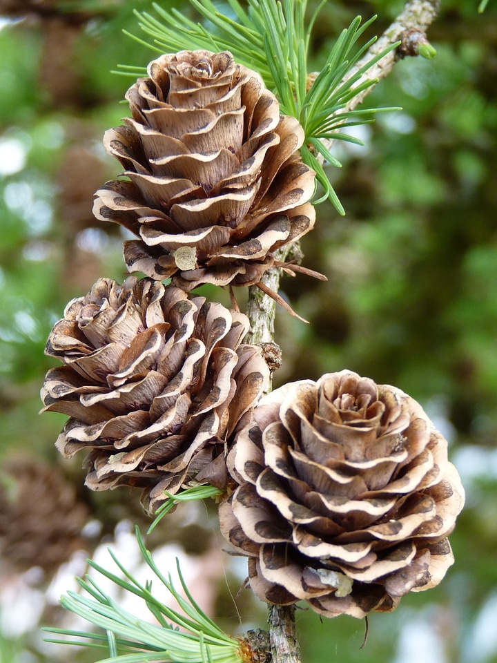 Larch nature branches