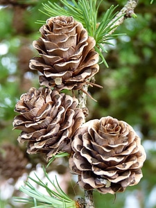 Larch nature branches