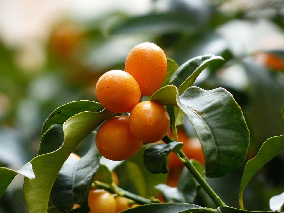 Leaves fruits fruit