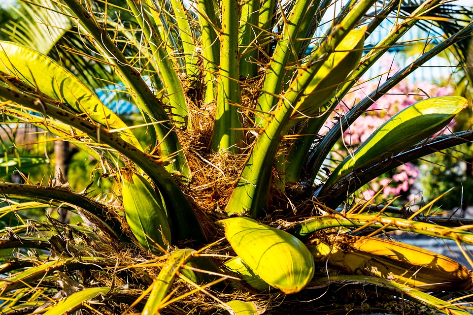 Palm blossom palm green spiny palm