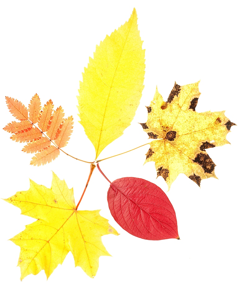 Autumn Leaves Isolated