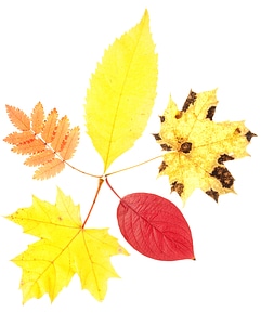 Autumn Leaves Isolated