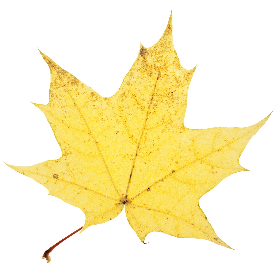 Isolated Autumn Leaf