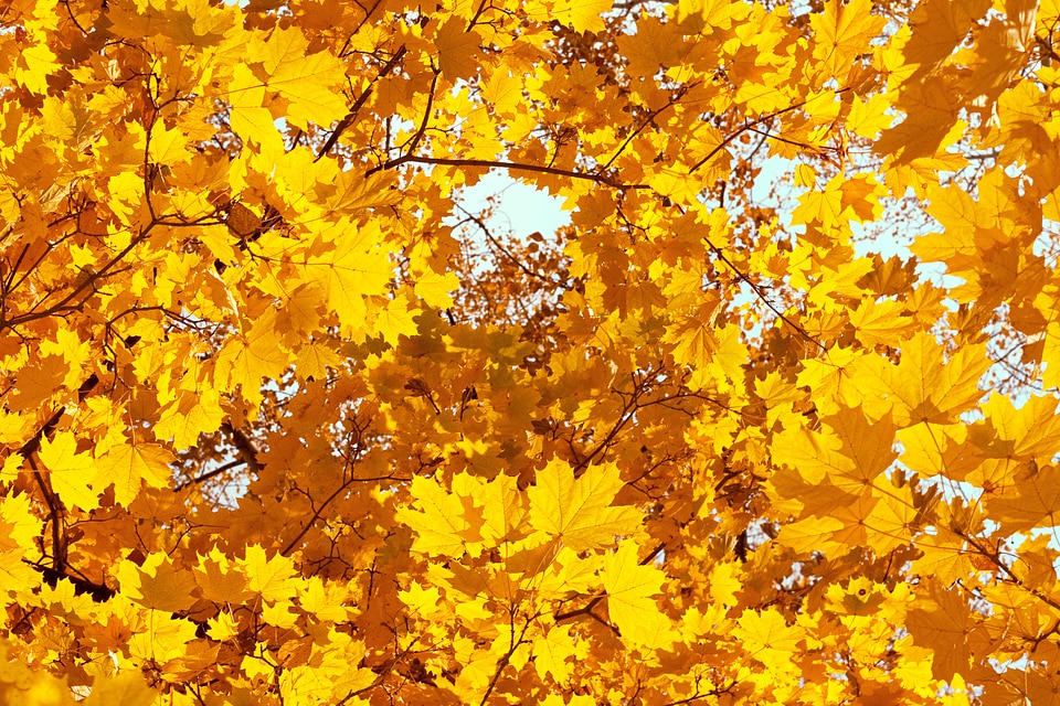 Yellow Autumn Leaves