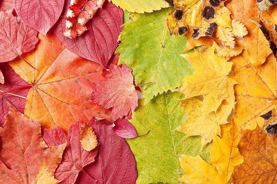 Autumn Leaves Background