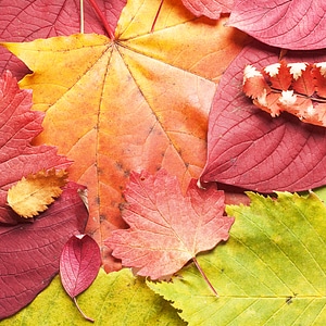 Autumn Leaves Background