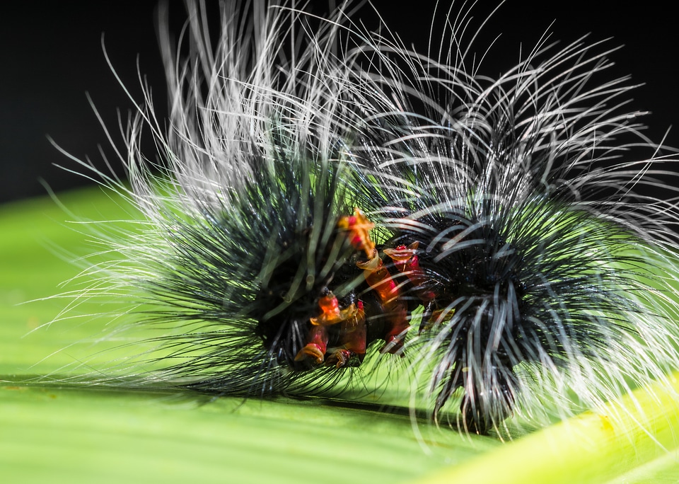 Prickly hairy close up