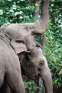 Animals large mammals